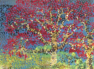 Wild Flame Tree